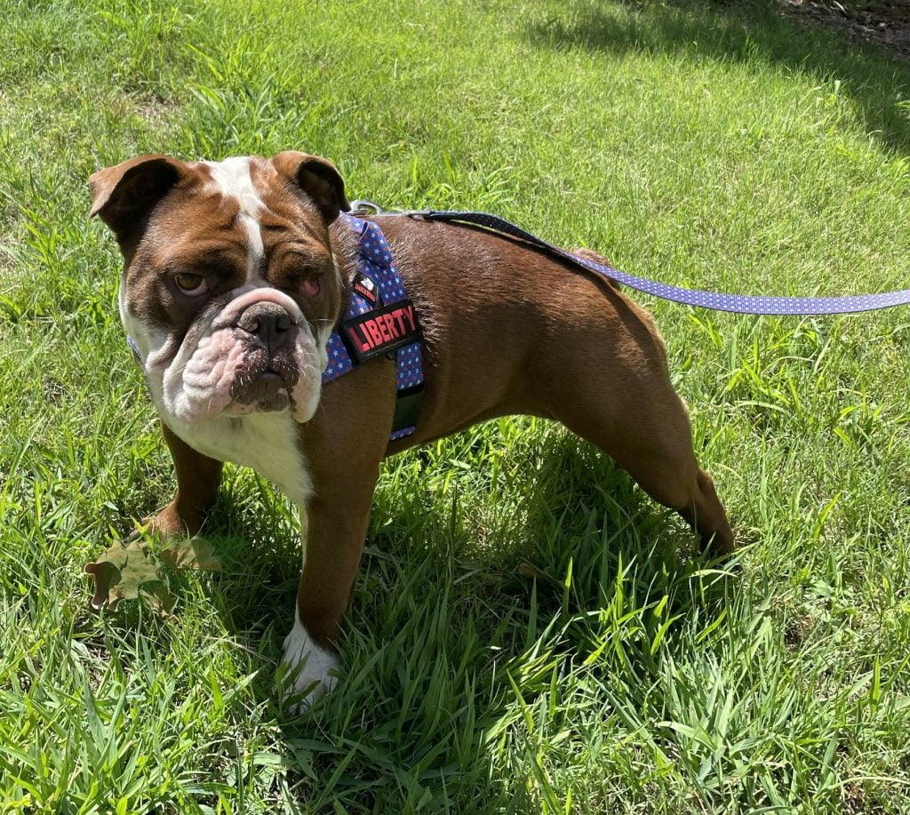 A brown and white bulldog on a leash standing in the grass.