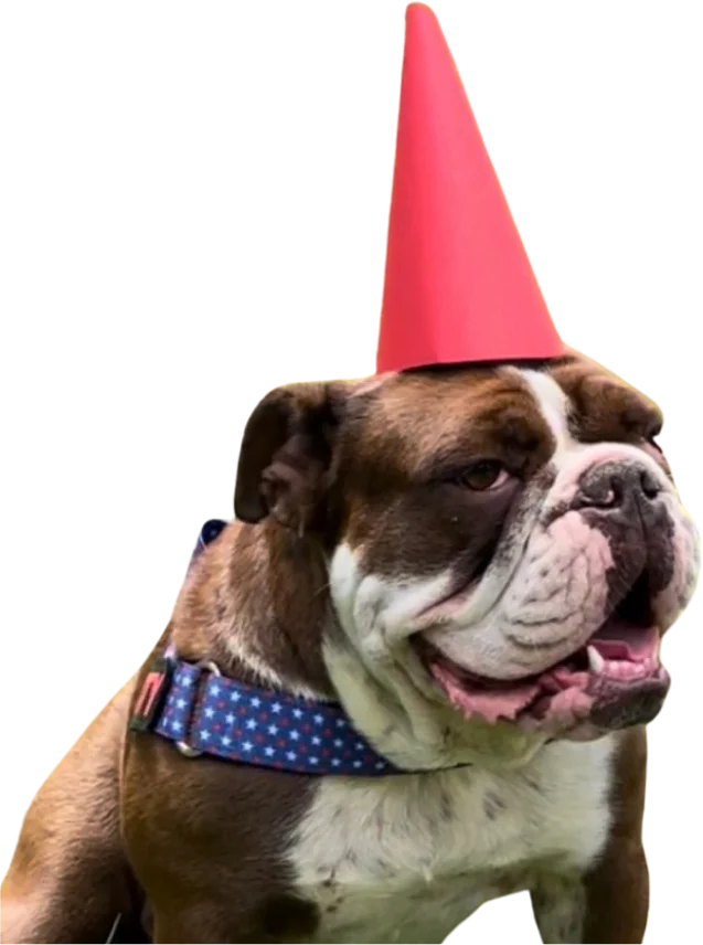 A party hat-wearing bulldog.