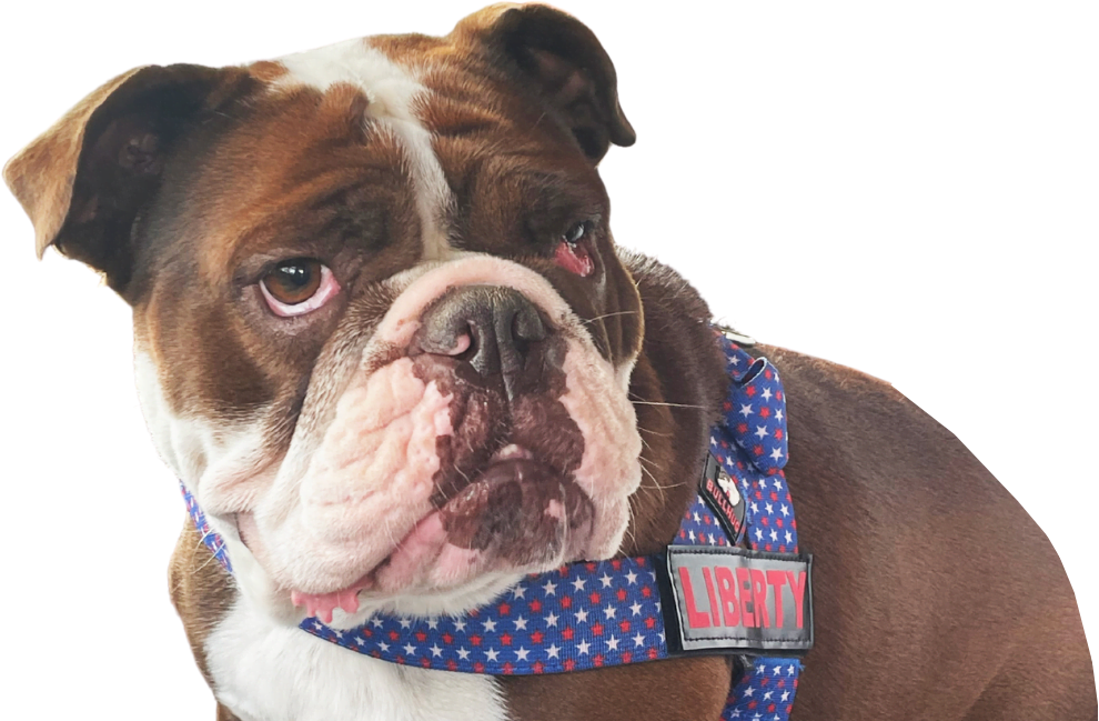 A bulldog with a patriotic harness in red, white, and blue.